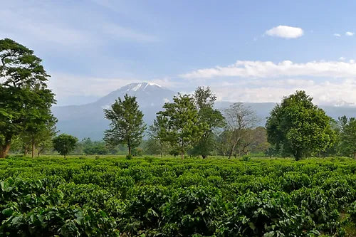 דצמבר 4 - קפה ירוק טנזניה נגילה AA Natural RFA