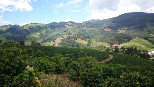 דצמבר 4 - קפה ירוק ברזיל Carmo de Minas, Natural